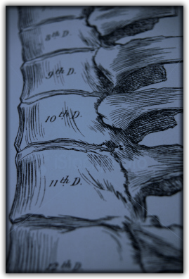 spine